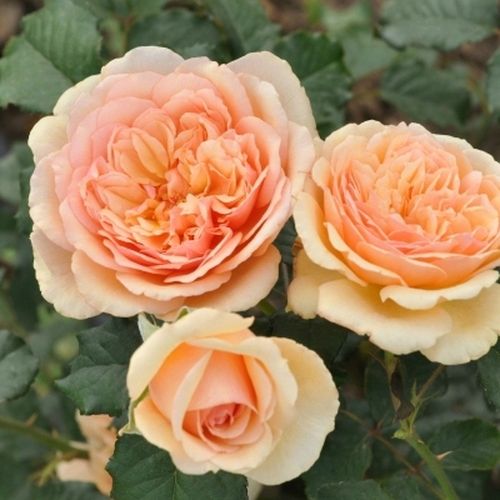 Rosa Jelena™ - orange - floribundarosen